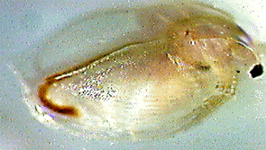 Image of female daphnia with empty brood chamber