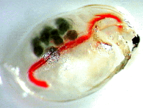 Image of female daphnia with sexual resting eggs encased in tough shells.